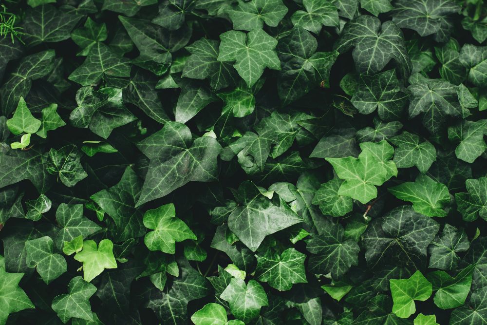 English Ivy