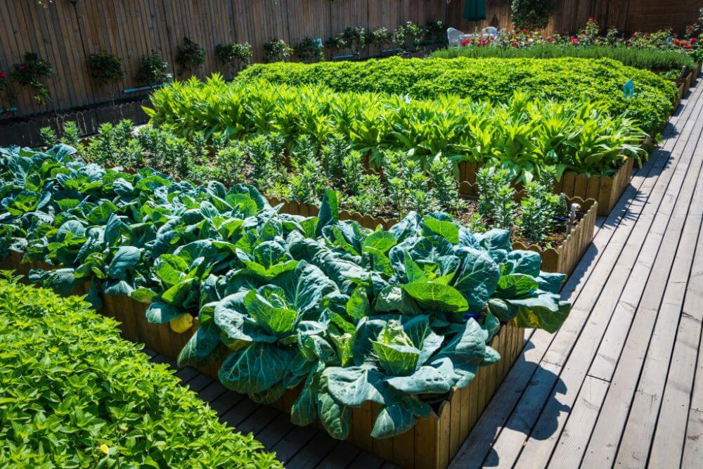 Vegetable Garden Beds