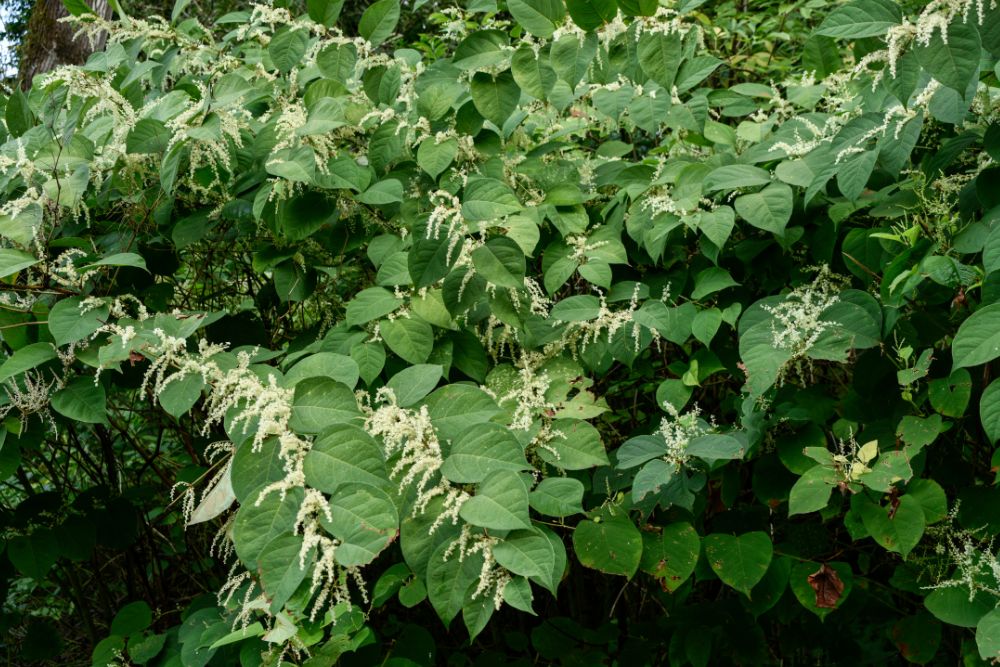 Japanese Knotweed