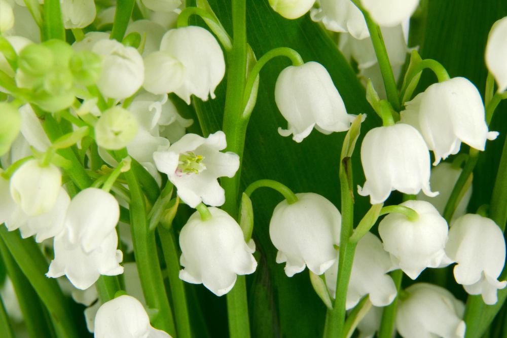 Lily of the Valley
