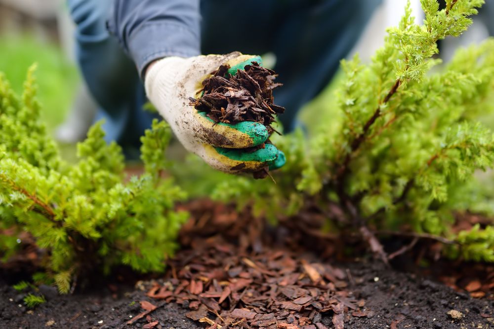 Mulching