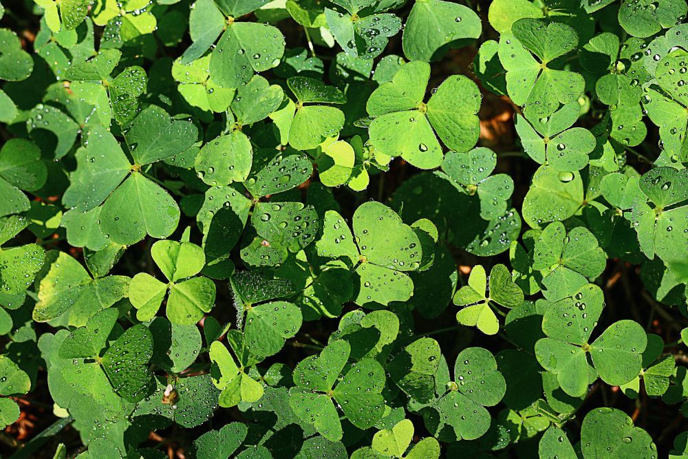 Oxalis