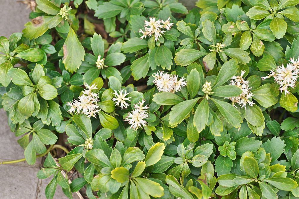 Pachysandra terminalis