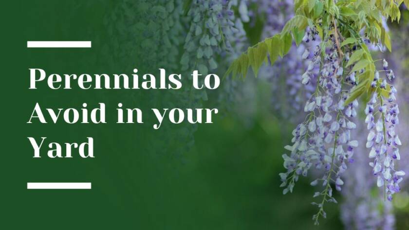 Perennials to Avoid Blog Image