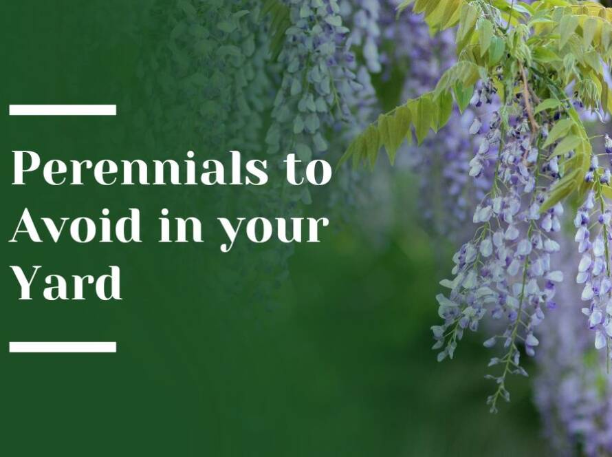 Perennials to Avoid Blog Image