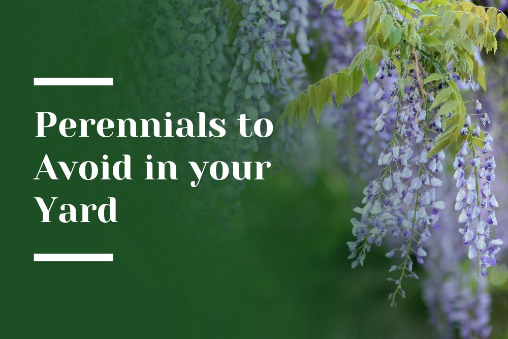 Perennials to Avoid Blog Image