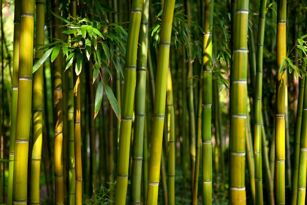 Phyllostachys species