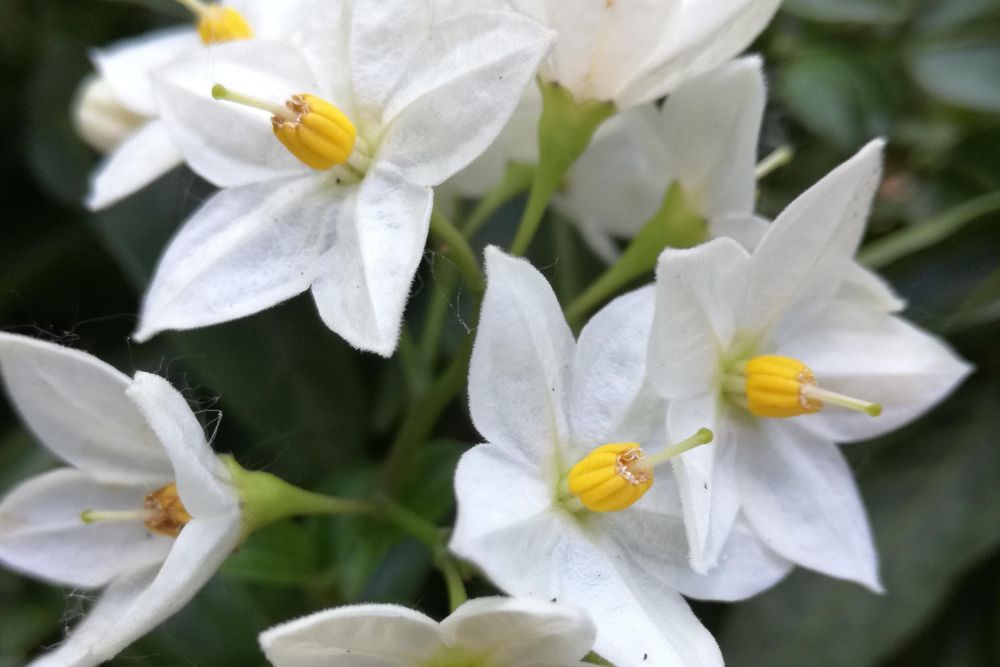 Solanum dulcamara