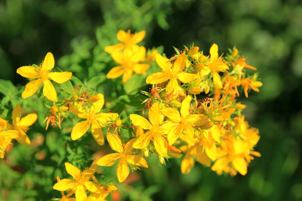 St. John’s Wort