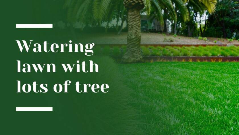 Watering lawn Blog Image