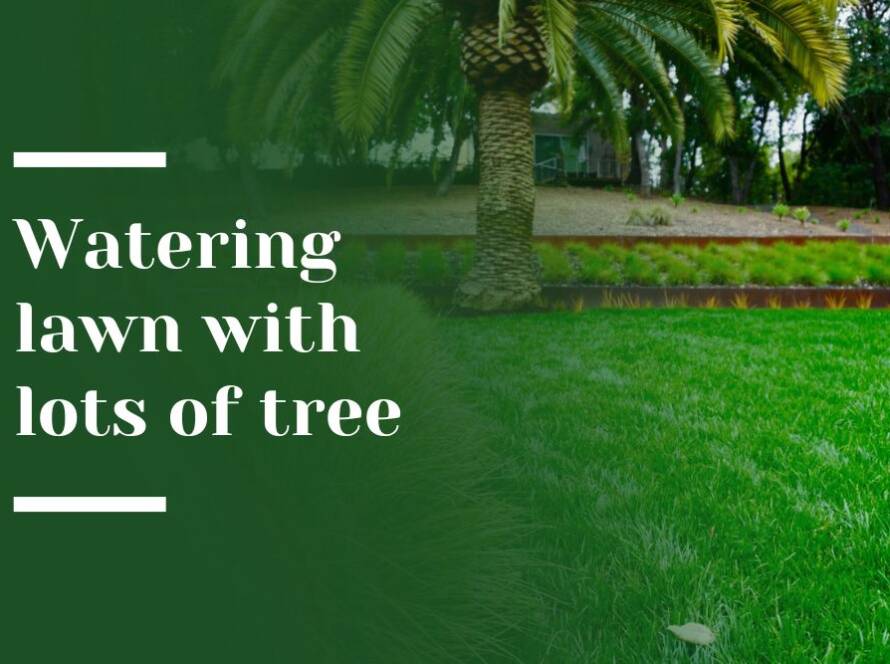 Watering lawn Blog Image