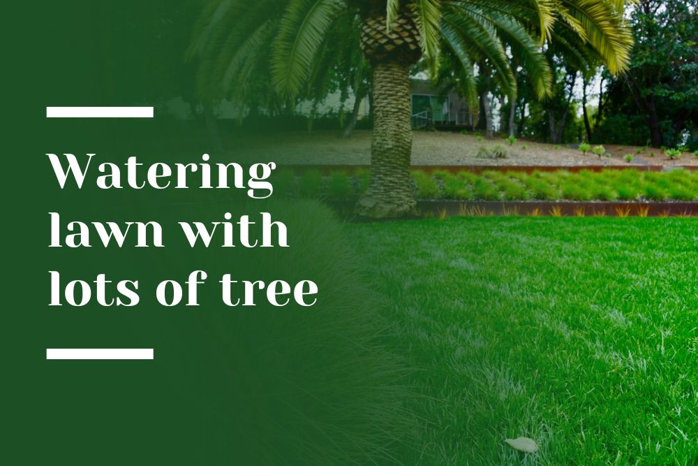 Watering lawn Blog Image