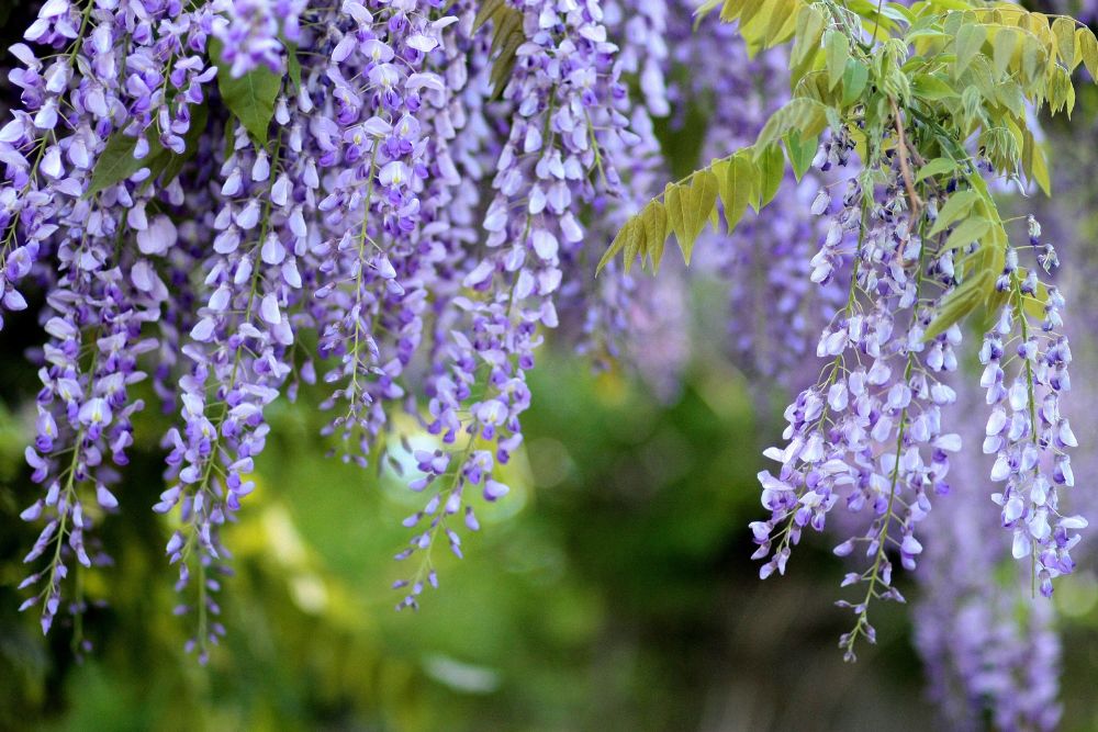 Wisteria