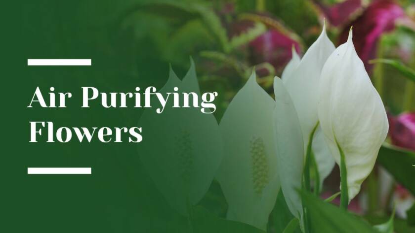 Air Purifying Flowers