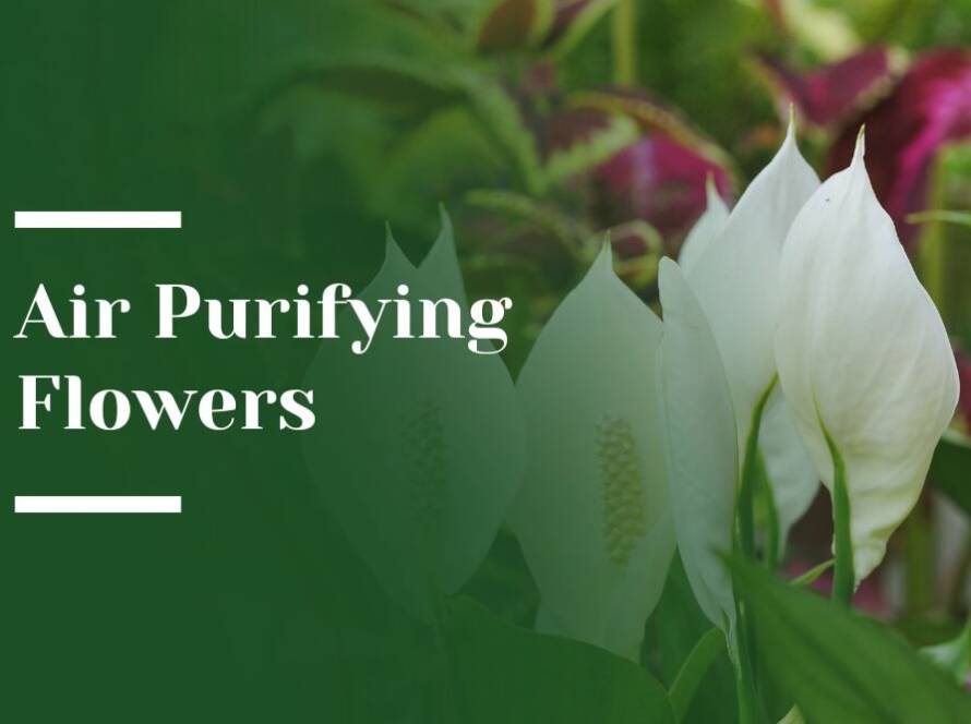 Air Purifying Flowers