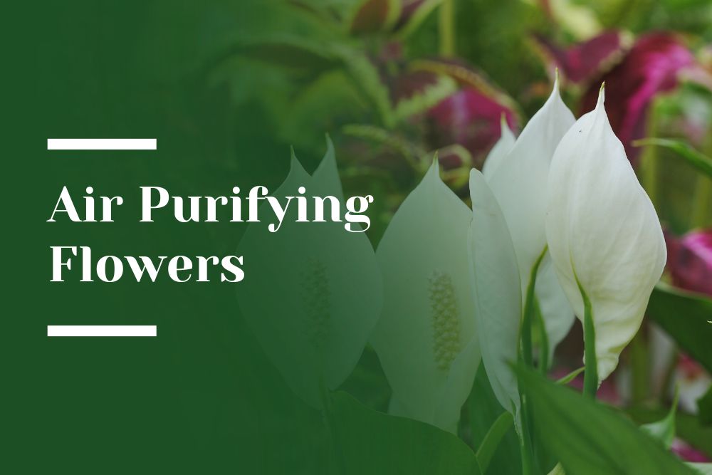 Air Purifying Flowers