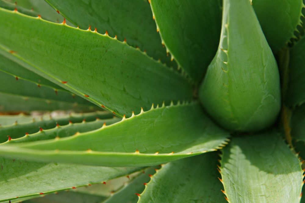 Aloe Vera