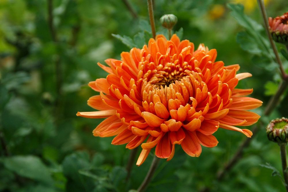Chrysanthemum
