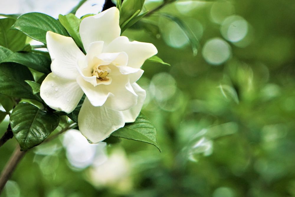 Gardenia