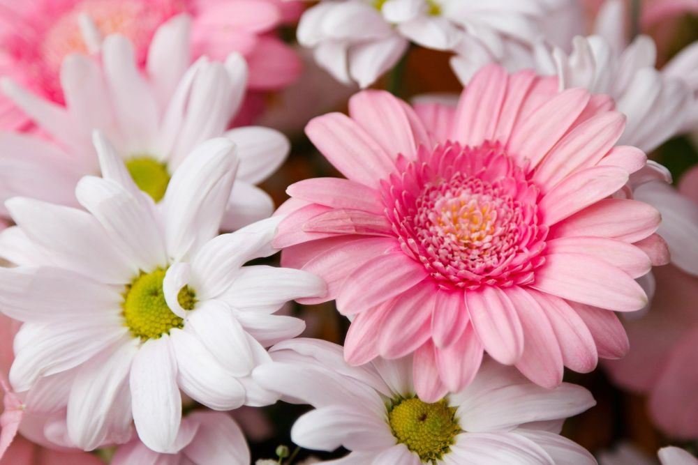 Gerbera Daisy