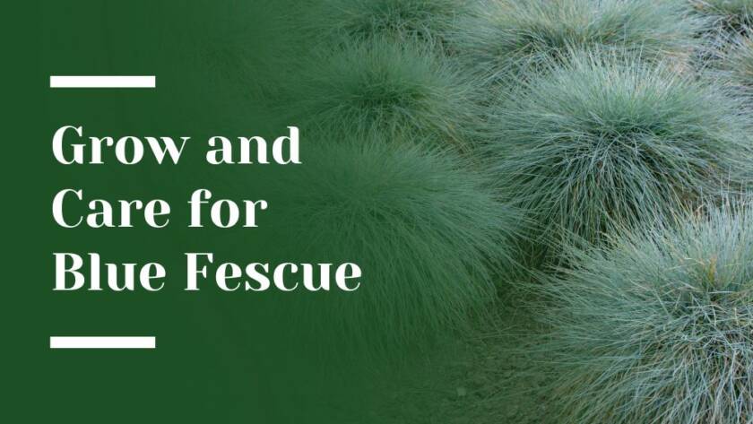 Grow and Care for Blue Fescue Blog Image
