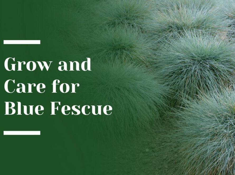 Grow and Care for Blue Fescue Blog Image
