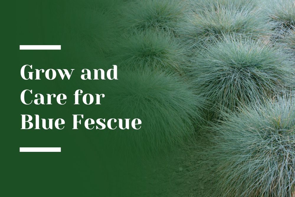 Grow and Care for Blue Fescue Blog Image