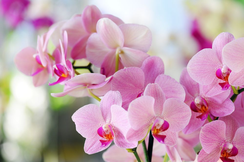 Orchids
