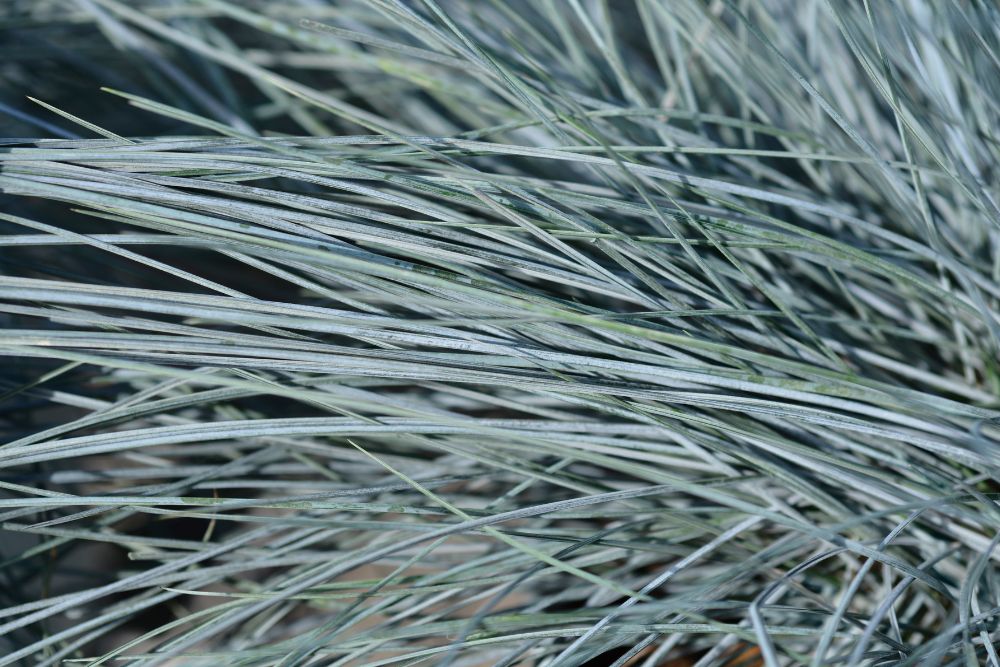 Blue Fescue