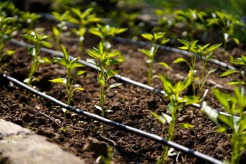 Drip Irrigation