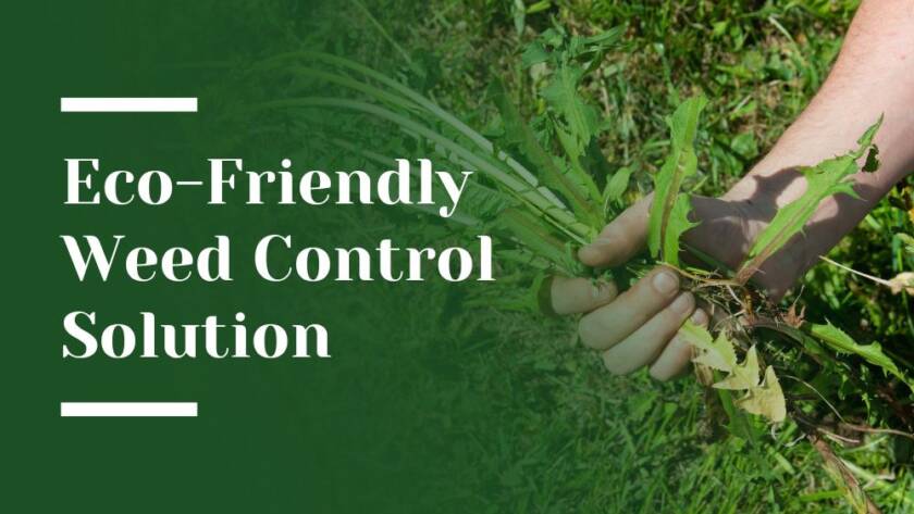 Eco-Friendly Weed Control Solution Blog Image