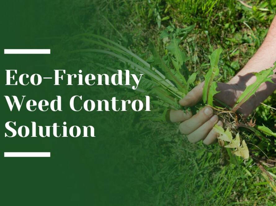 Eco-Friendly Weed Control Solution Blog Image