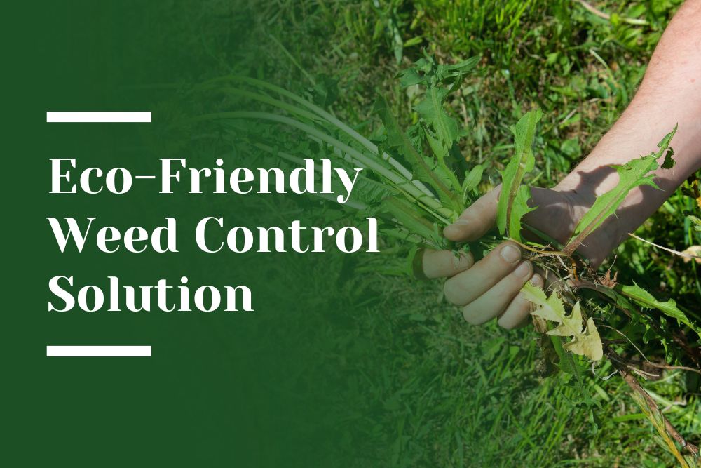 Eco-Friendly Weed Control Solution Blog Image