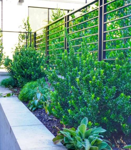 Las Olas Atherton Luxury Landscape Design Project