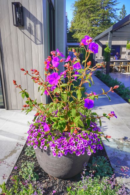 Las Olas_Atherton_Luxury_Landscape_Design_Company_Bay_Area_5