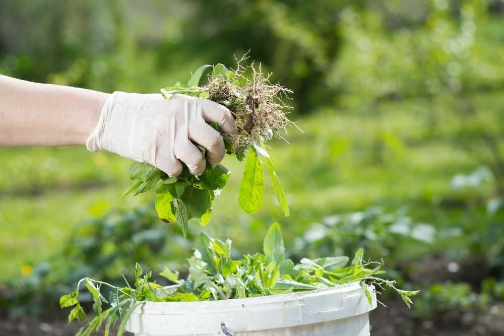 Weed Removal