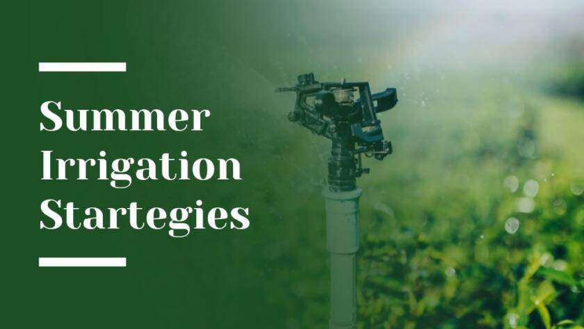 Summer Irrigation Strategies Blog Image