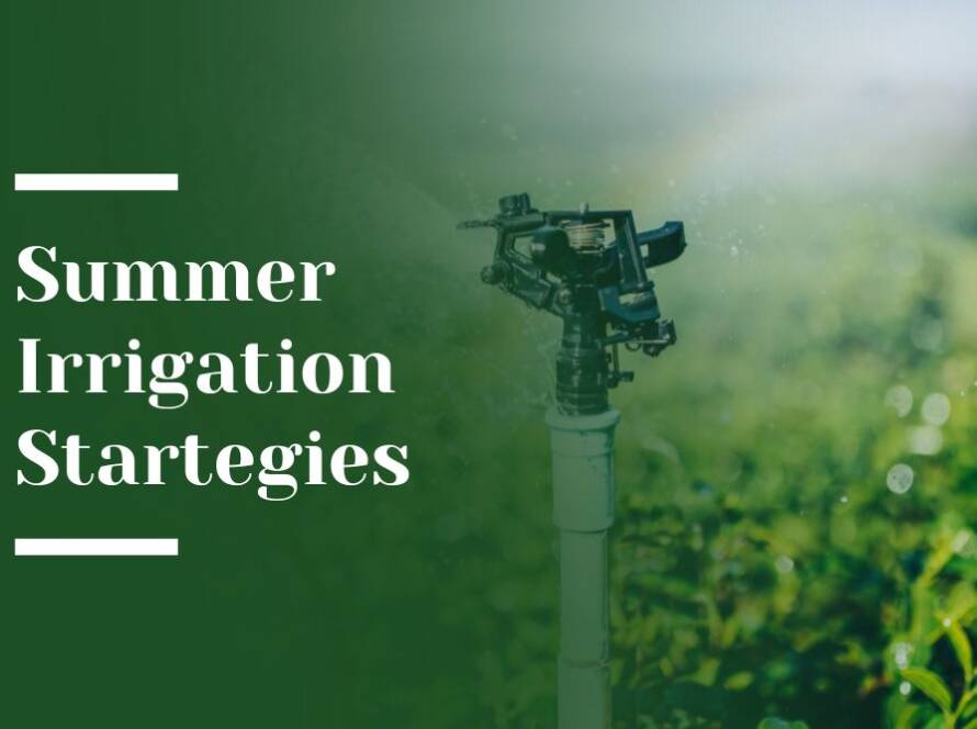 Summer Irrigation Strategies Blog Image