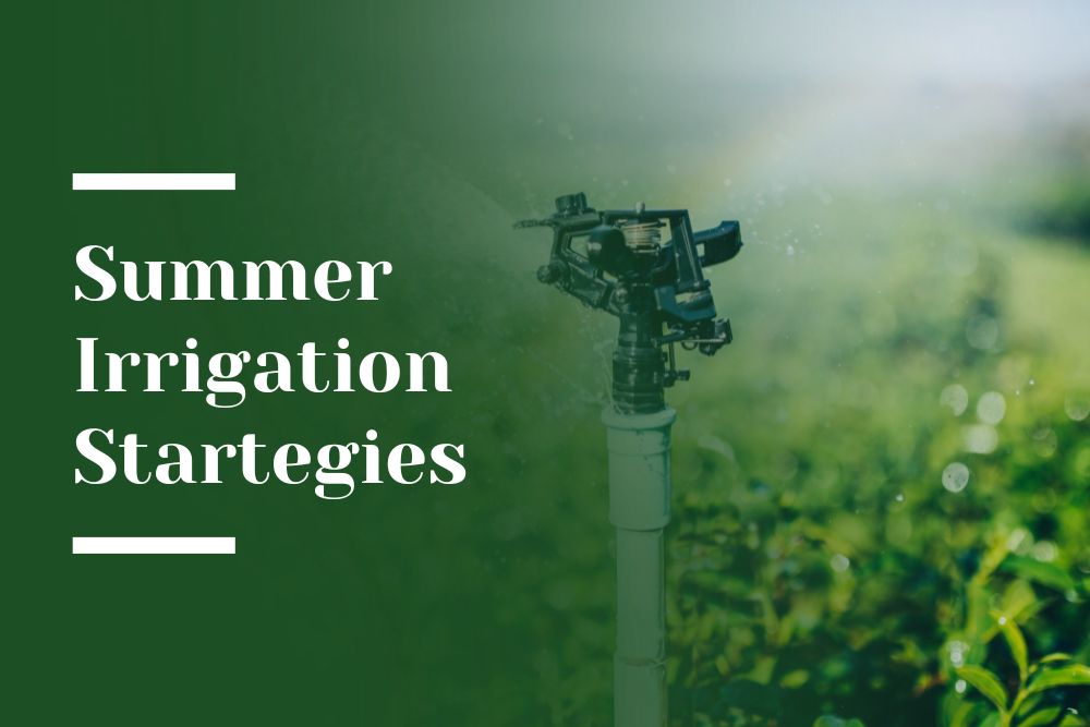 Summer Irrigation Strategies Blog Image
