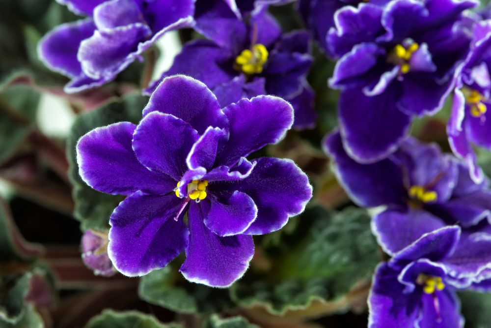 Violets