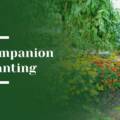Companion Planting Ideas for a Beautiful and Functional Garden in Menlo Park