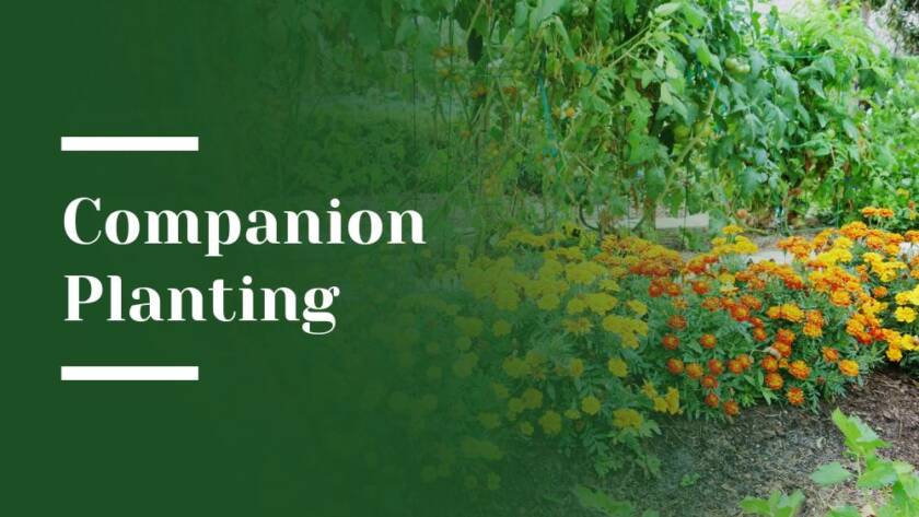 Companion Planting