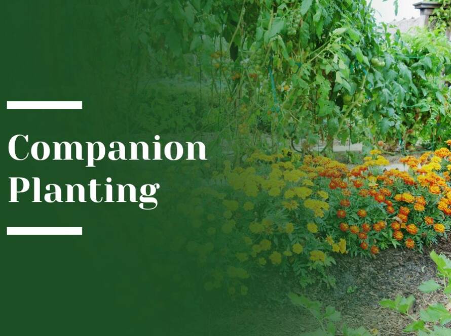 Companion Planting