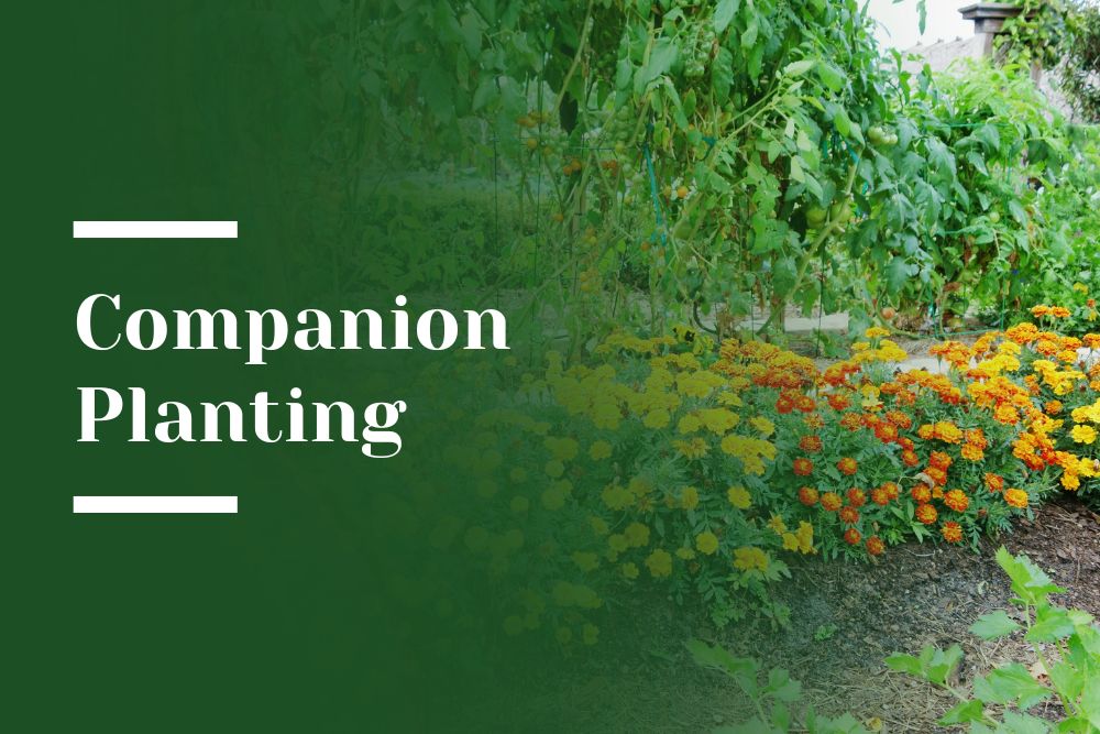 Companion Planting