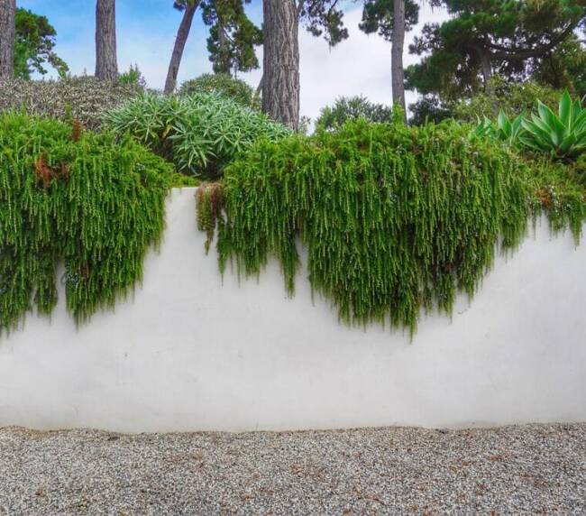 Cascading green plants, white wall.