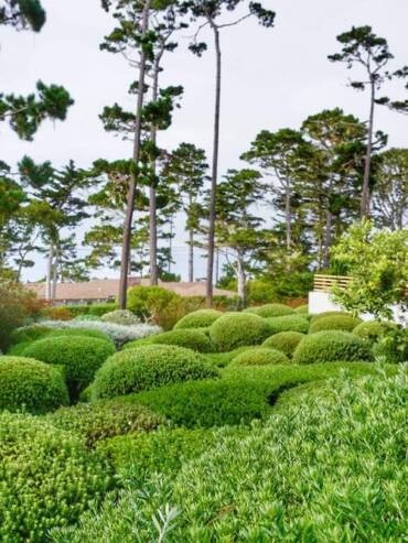 evergreen plants and trees