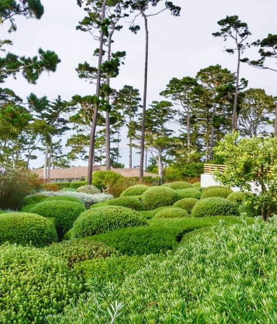 evergreen plants and trees