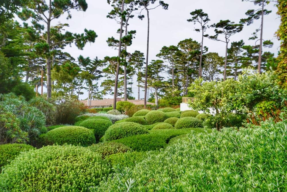 evergreen plants and trees