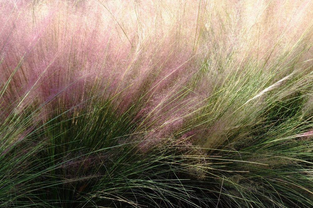 Deer Grass