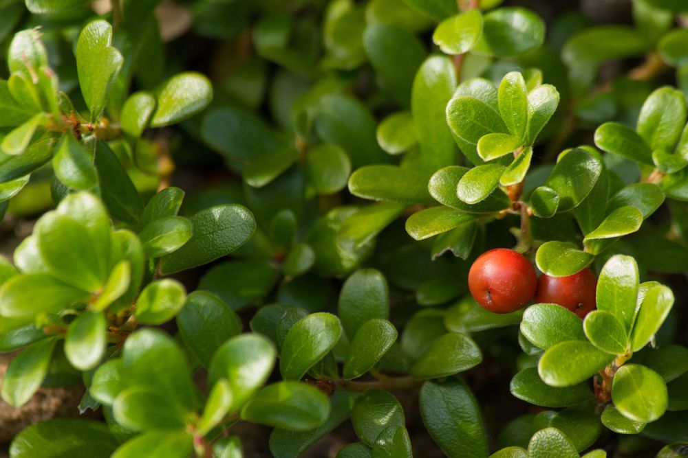 Manzanita